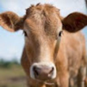 Meet your Posher, Lacey